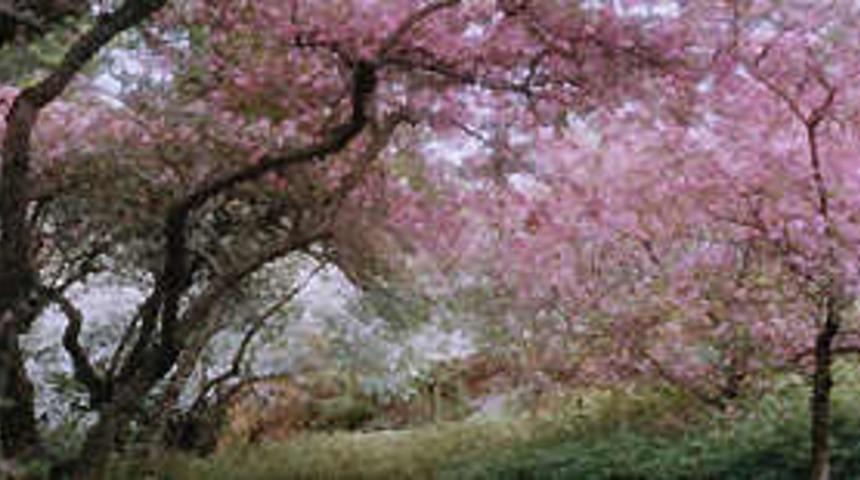 Bahar yorgunluğuna teslim olmayın