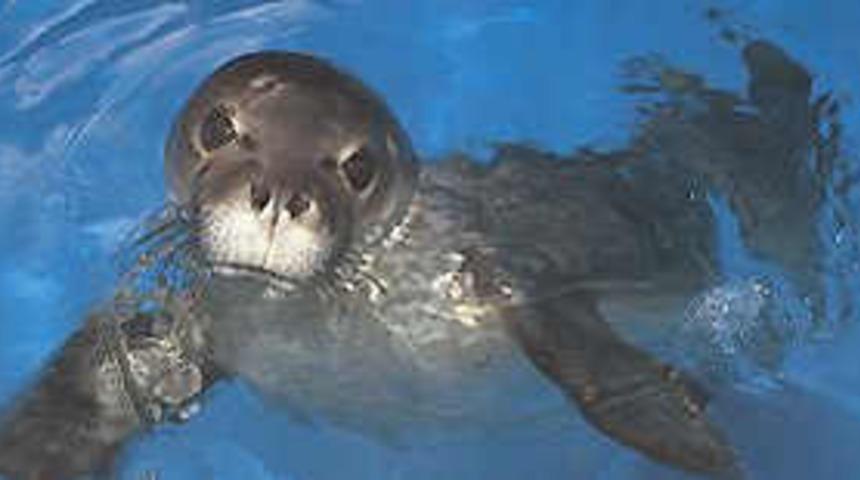 Foklara rehabilitasyon merkezi