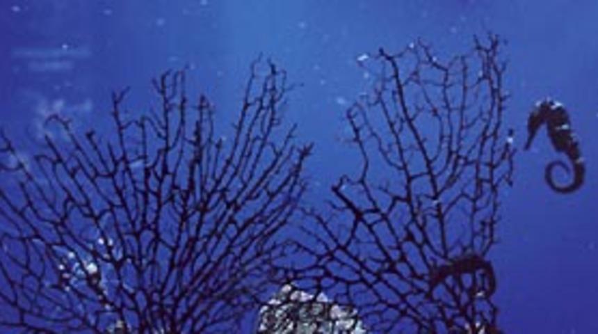 Deniz seviyesi 6 metre y&uuml;kselecek