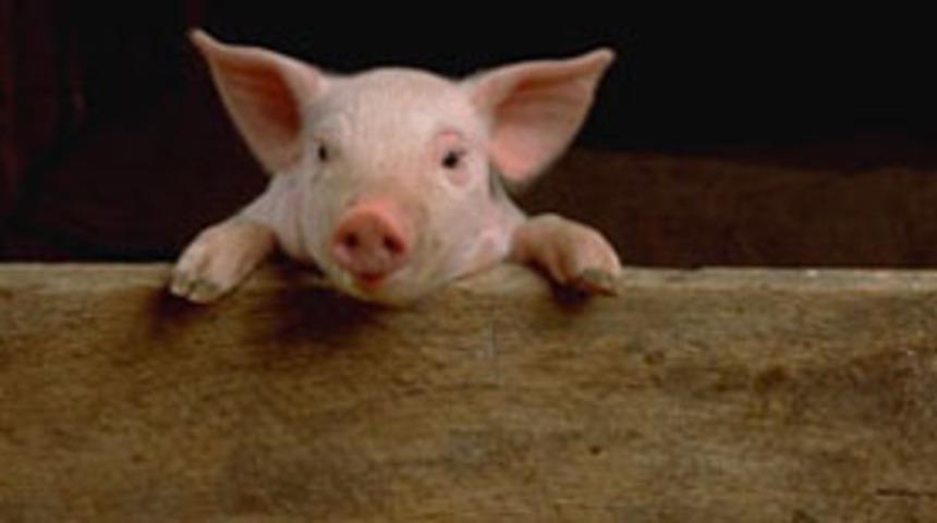 &Ccedil;in uzaya domuz spermi g&ouml;nderecek  