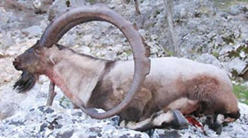 D&uuml;nyanın "en uzun boynuzlu" yaban ke&ccedil;isi