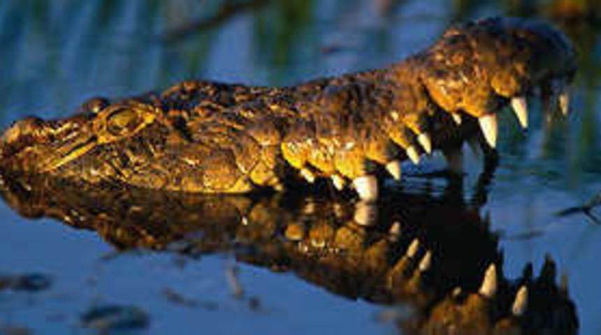 Ordu'da bulunan timsah ila&ccedil;lı &ccedil;ıktı