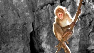 Yerel halkla oturup alkol içti! Uzmanlar üç ayda 4.000 kişiye saldıran maymun konusunda uyarı yaptı