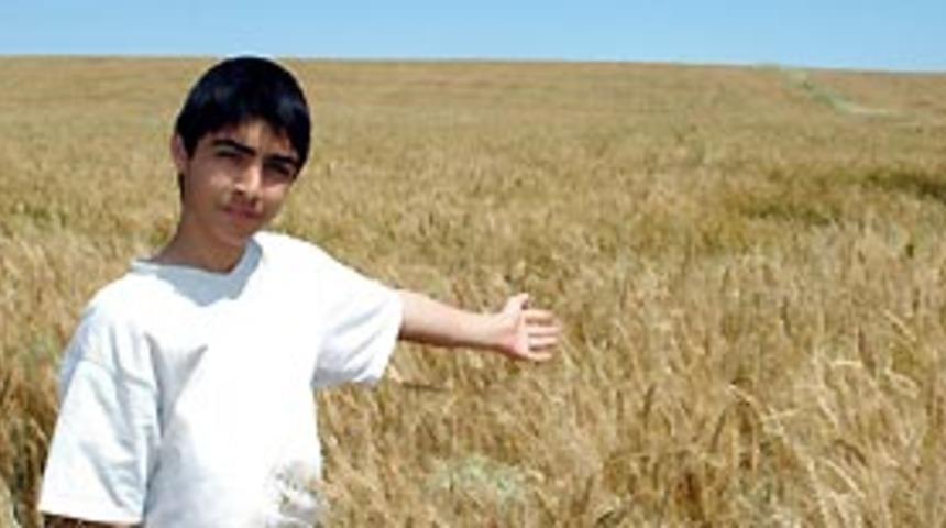 &Ccedil;ukurova'da buğday hasadı başladı