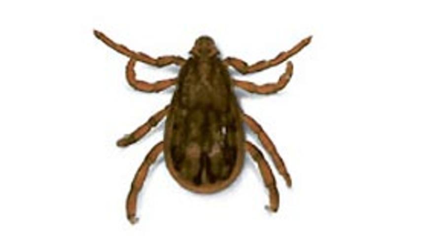 Sağlık Bakanlığı'ndan kene uyarısı