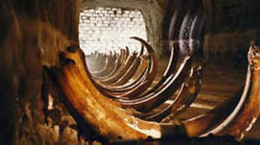 Mamut kopyalamaya &ccedil;alışmış