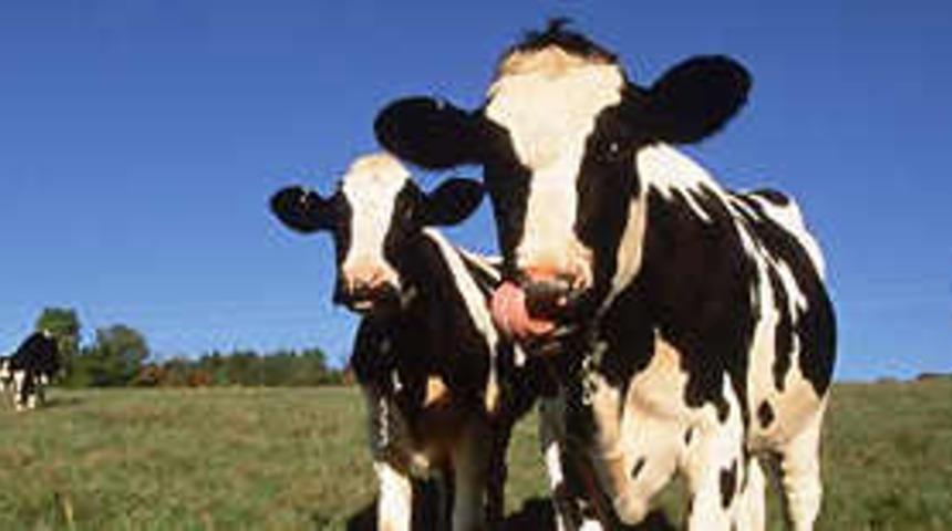 En duygusal hayvan: 'inek'