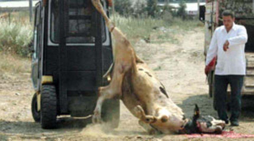 Boğaya "temel atma" işkencesi