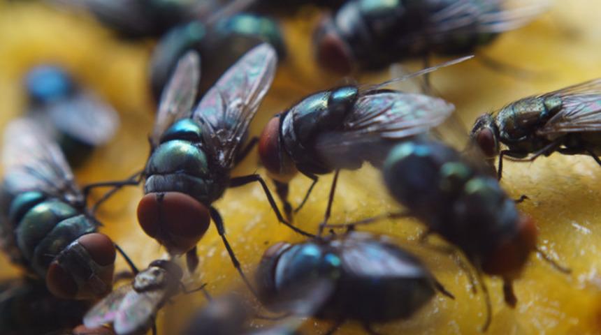 Sivrisineklerden kurtulmanın en etkili yolu! Bu doğal y&ouml;ntem sivrisineklerin kabusu olacak