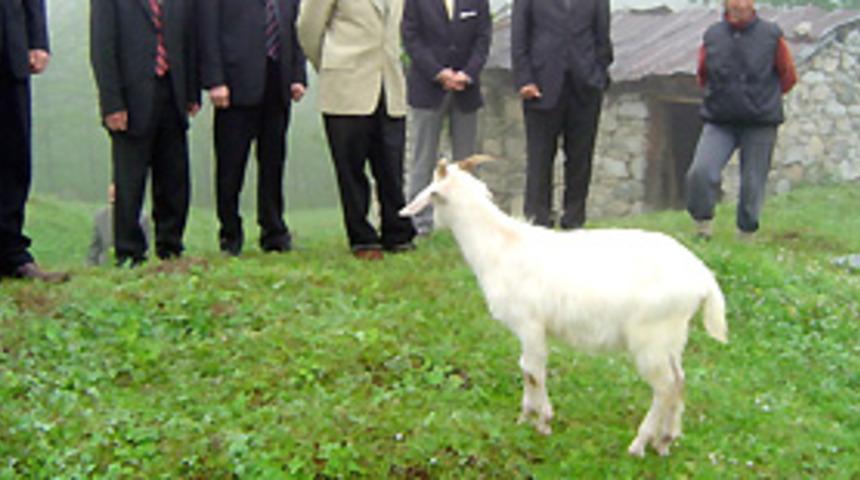 İneg&ouml;l'de şap alarmı