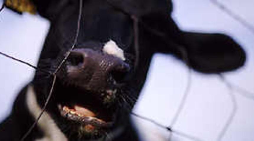 Mersin'de inek &uuml;&ccedil;&uuml;z doğurdu