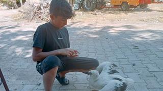 Yürek ısıtan görüntü! Yolda bulup eve getirdiği yavru leyleği elleriyle besliyor