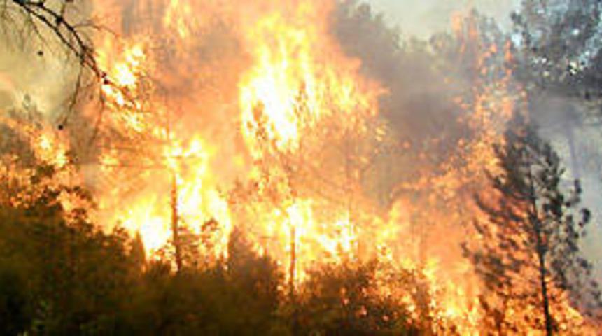 Manisa'da orman yangını