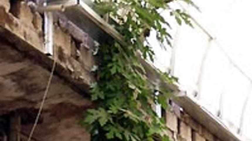 Beton duvarda yetişen ağa&ccedil;