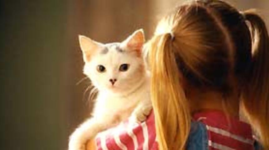 Kedinizi sıcağın zararlarından koruyun
