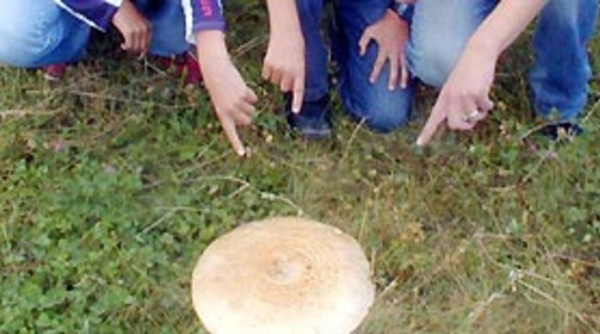 Yaylada bulunan dev mantar şaşırttı