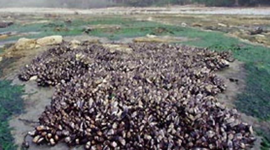 Midyeleri salyangozlar t&uuml;ketiyor