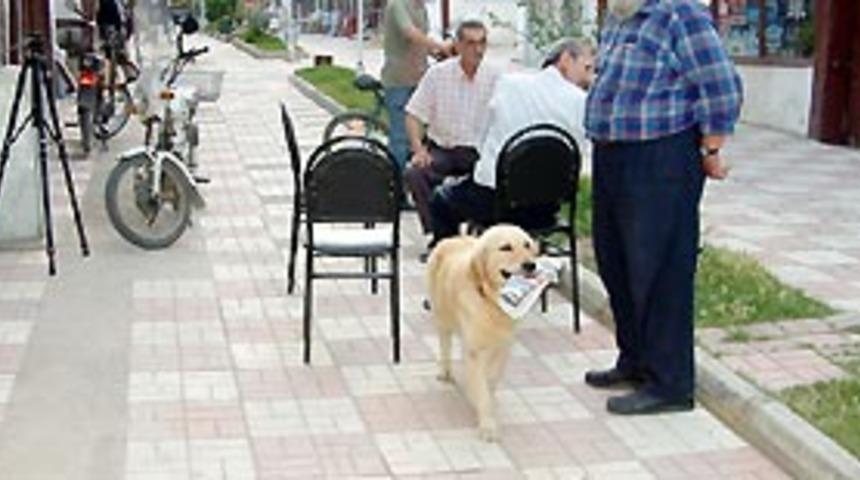 Akıllı k&ouml;pek, sahibinin her dediğini yapıyor