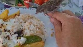 Masasına gelen serçeyle yemeğini paylaştığı anlar izleyenlerin içini ısıttı