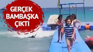 Çocukların olduğu plajda kıyıya kadar yaklaştı! Koşarak kaçtılar... Gerçek bambaşka çıktı
