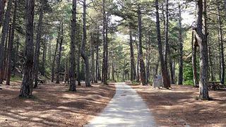 Eskişehir’de ormanlara girişler yasaklandı