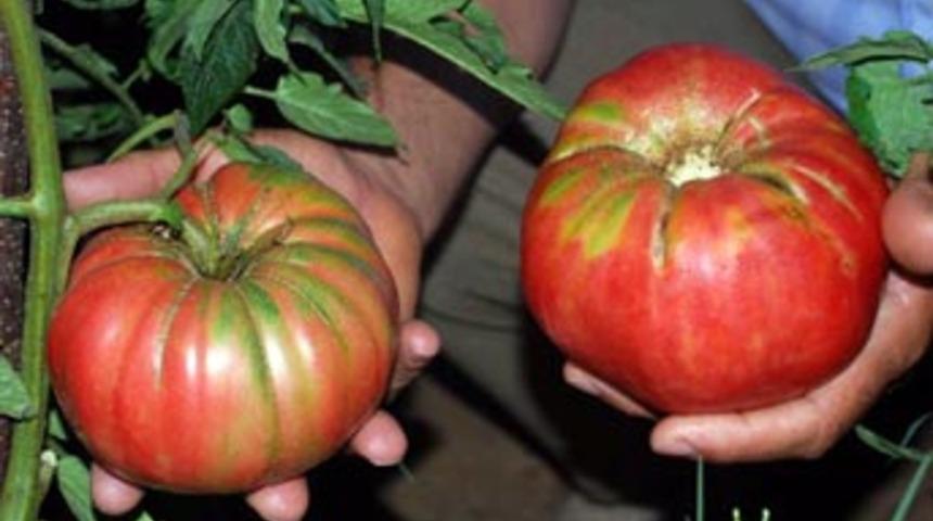 Domates tüketimi kanseri yenmeye yardımcı olmuyor