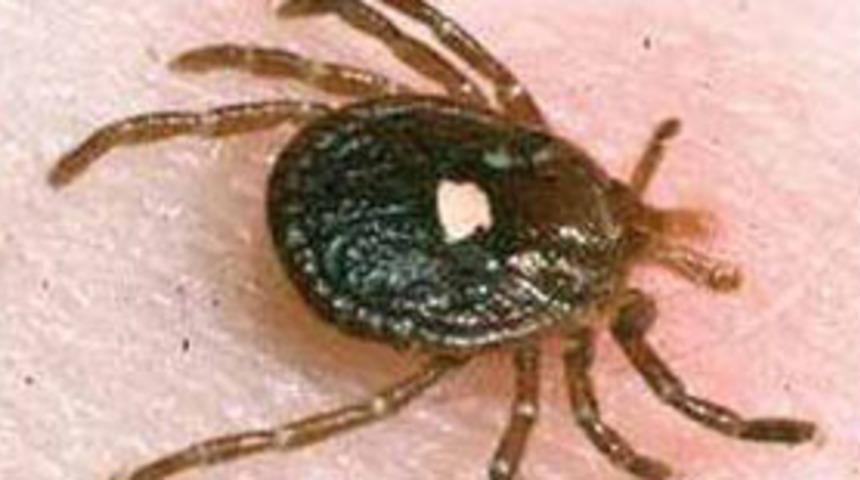 Kırım Kongo Kanamalı Ateşi geri d&ouml;nd&uuml;