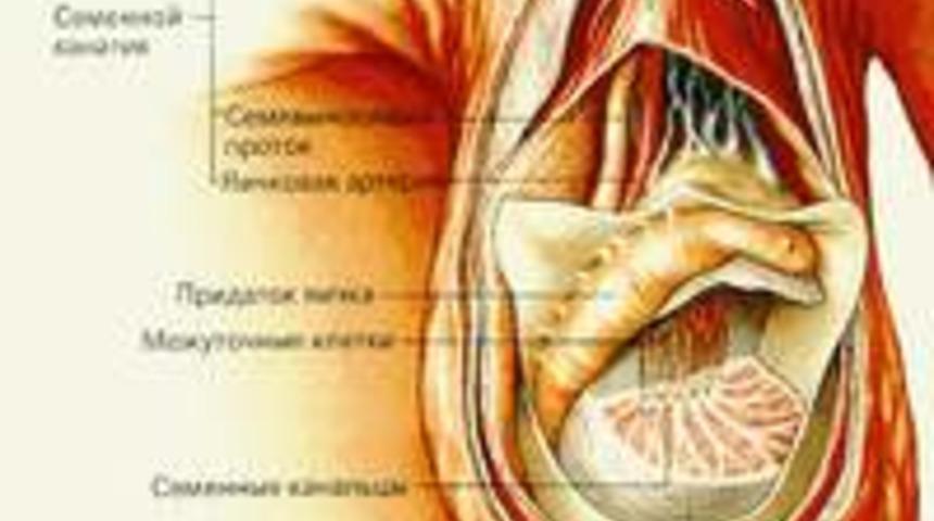 İnmemiş testis nedir? Teşhis ve tedavisi