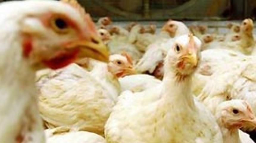 Kanatlı sekt&ouml;r&uuml;nde kredi olanağı