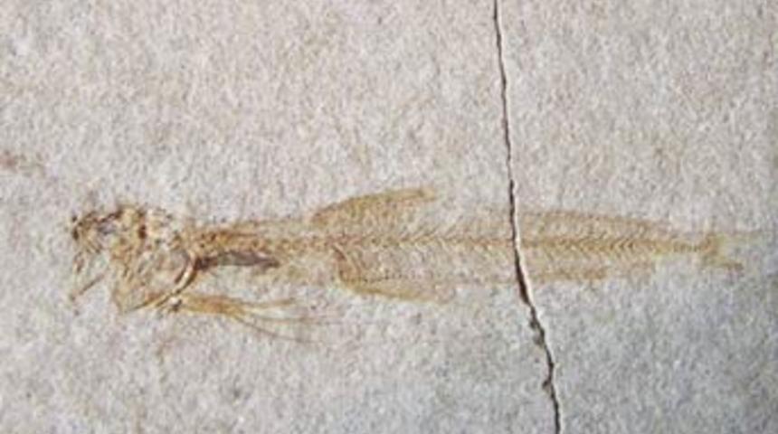 10 milyon yıllık balık fosili bulundu