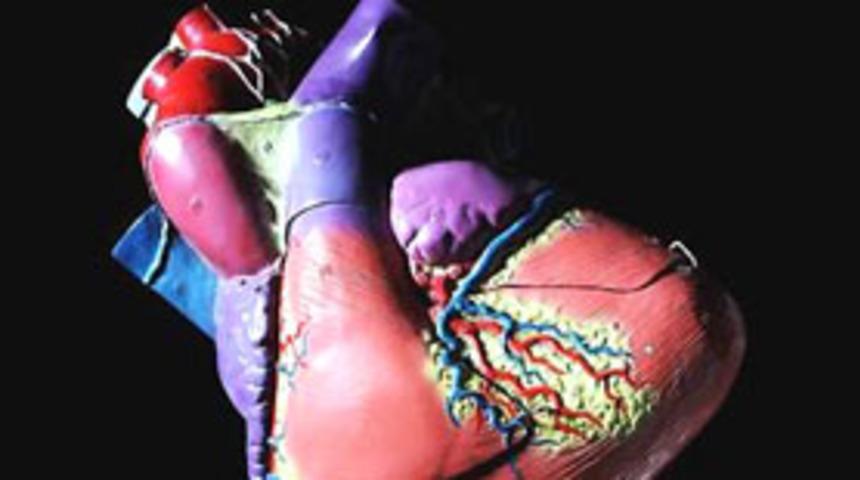 Asimetrik organlı olanlar daha saldırgan