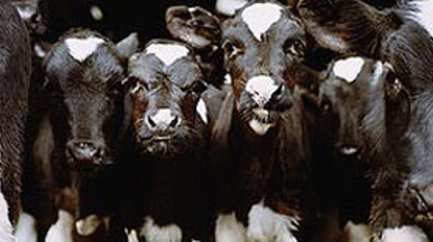 İneklere ultrasonla gebelik testi