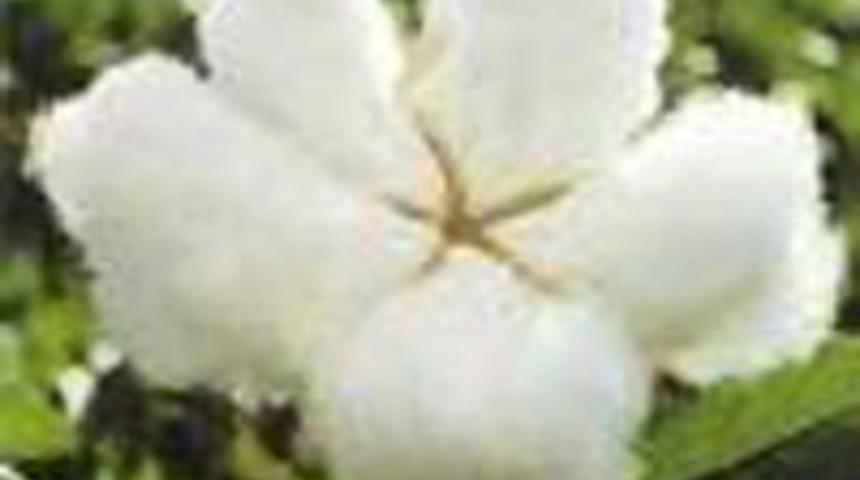 Buğday ve pamuk fiyatı y&uuml;kseldi