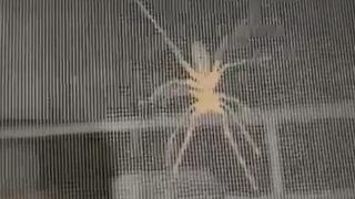 Et yiyor, zıplıyor, zehriyle bir insanı ölüme götürebiliyor... Bir ilde paniğe neden oldu! 