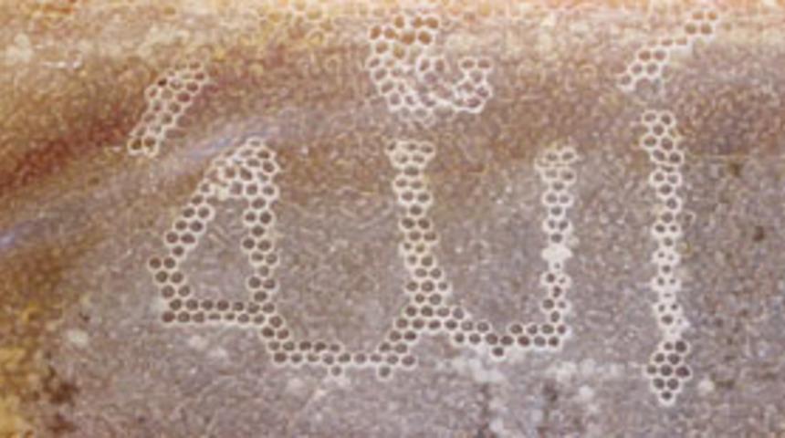 Bal peteğinde "Allah" yazısı