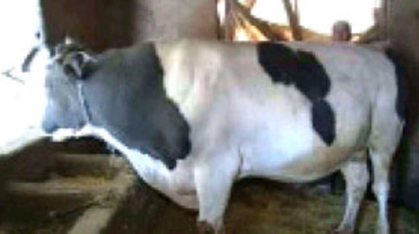 Akdeniz B&ouml;lgesinin en b&uuml;y&uuml;k danası