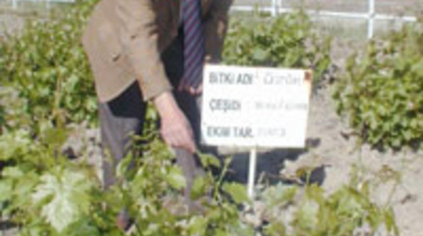 Erciş &uuml;z&uuml;m&uuml;, koruma altında &ccedil;oğaltılıyor