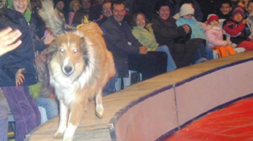 Avrasya sirki b&uuml;y&uuml;k ilgi g&ouml;rd&uuml;