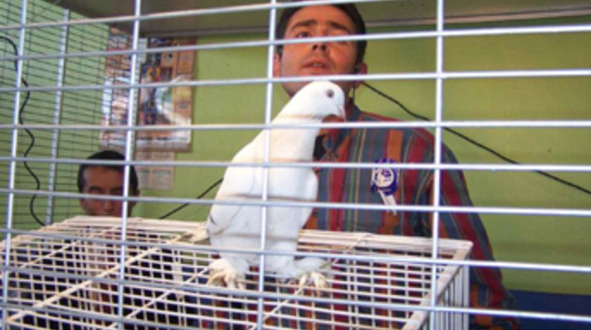 Otomobil fiyatına g&uuml;vercin satışı