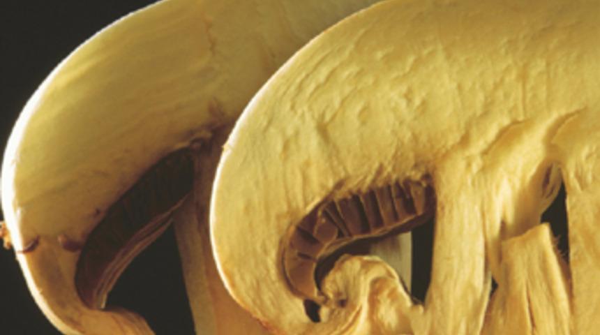 Mantarla ilgili bilinen yanlışlar