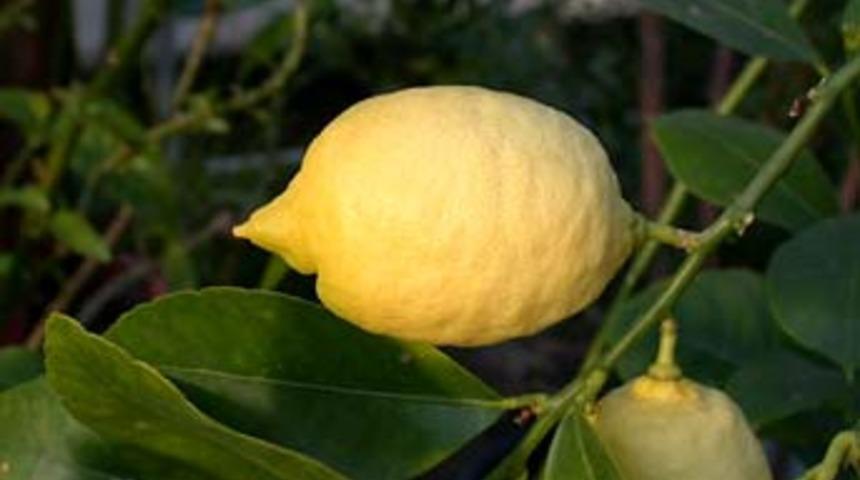 Limon, gribe karşı kalkan