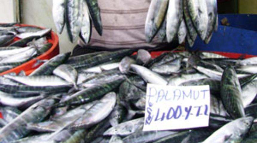 Balık&ccedil;ıların umudu palamut