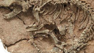 İspanya'da dev dinozor fosili bulundu