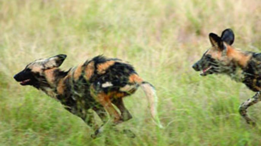 Başıboş k&ouml;pekler s&uuml;r&uuml;ye saldırdı