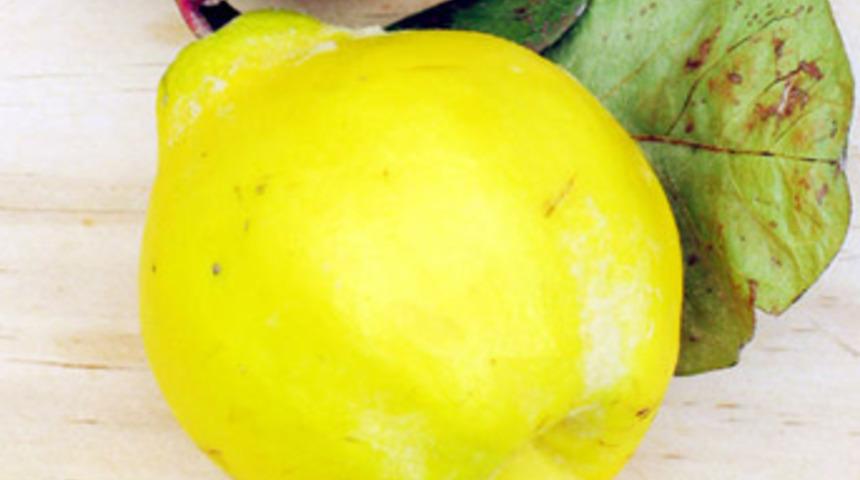 Sağlıklı kalp ve akciğer için ayva