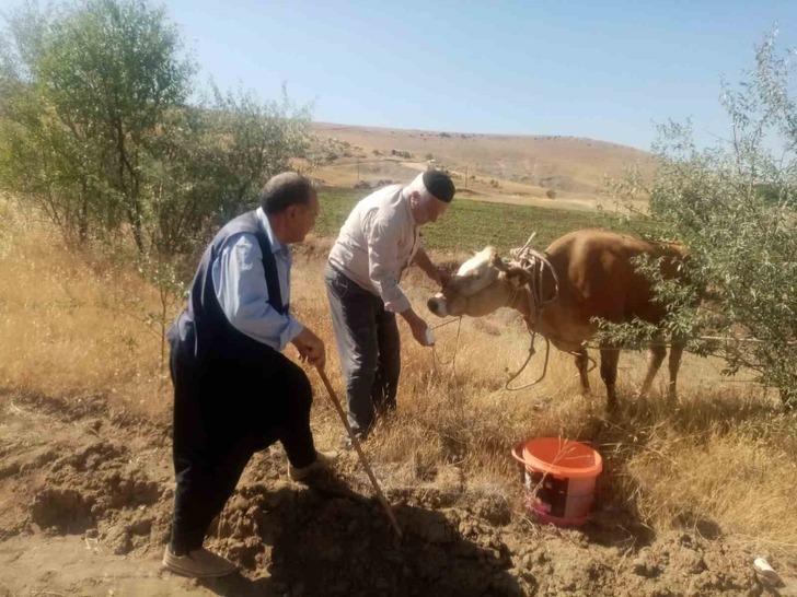 Kurban Bayramı'nda kaçan inek, 22 gün sonra yakalandı