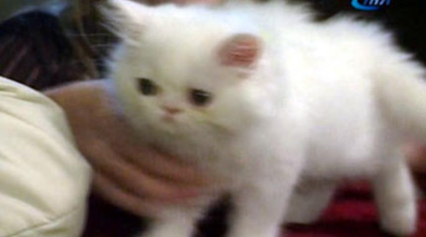 En g&uuml;zel kedi yarışması