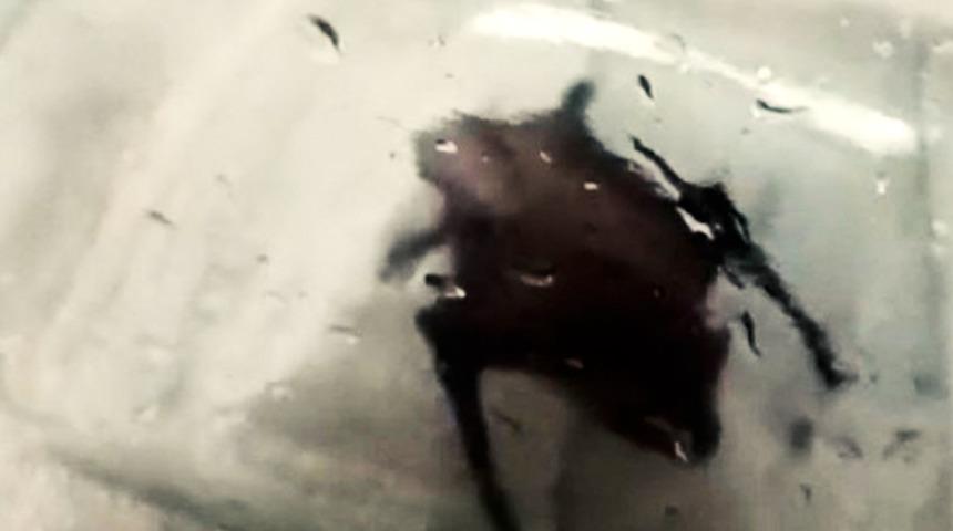 Yer: İstanbul! Paniğe neden oldu... İki ayrı eve girdiler