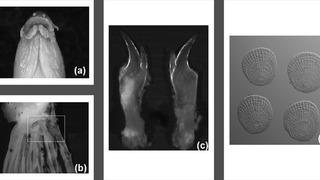 Çanakkale ve İstanbul boğazlarını geçemez deniliyordu... Samsun'da tespit edildi!