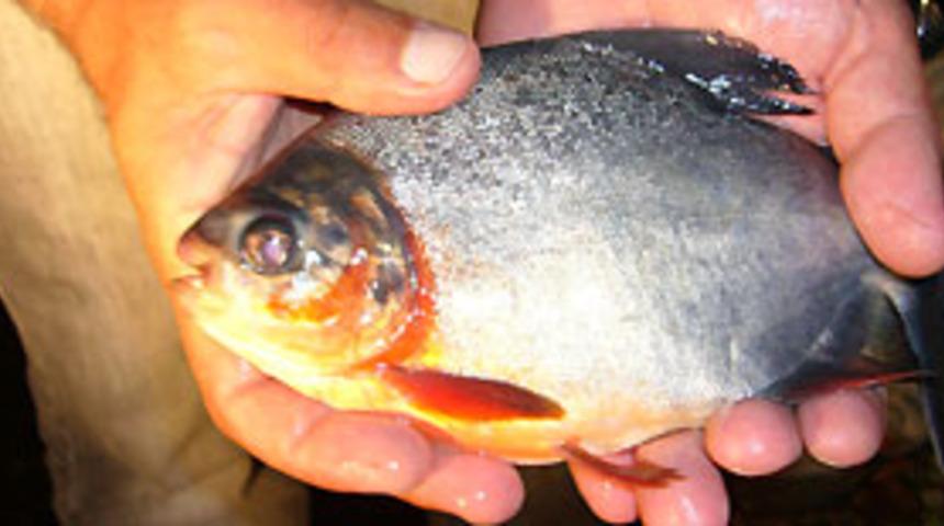 Sapanca G&ouml;l&uuml;'nde bir pirana daha yakalandı